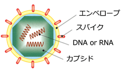 virus contents